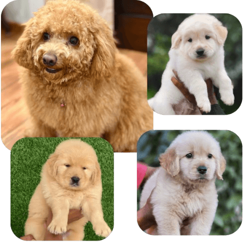 Untitled_design__18_-removebg-preview