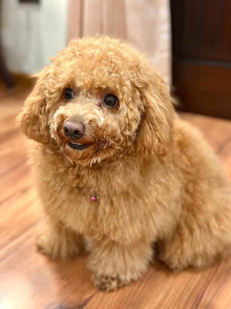 WhatsApp Image 2025-04-19 at 16.15.15_bd31e490