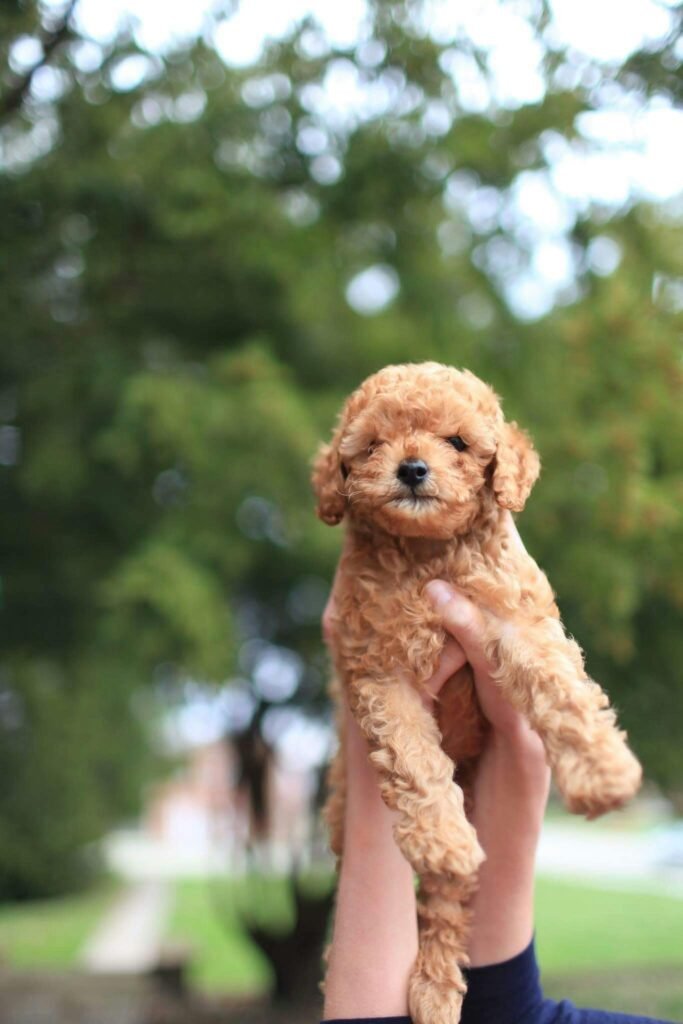 pexels-photo-373467-373467-2 Cute poodle puppy lifted by hands against a green outdoor backdrop, exuding joy and playfulness.
